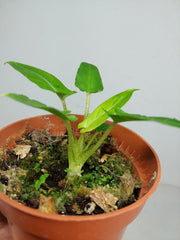 Sad Plants