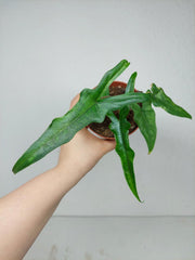 Sad Plants