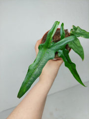 Sad Plants