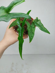 Sad Plants
