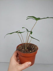 Sad Plants