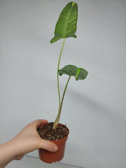 Sad Plants