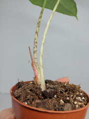 Sad Plants