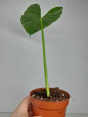 Sad Plants