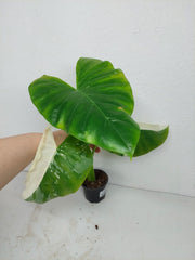Sad Plants