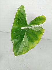 Sad Plants