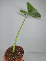 Sad Plants
