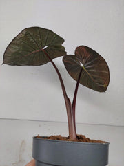 Sad Plants