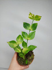 Sad Plants