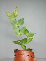 Sad Plants
