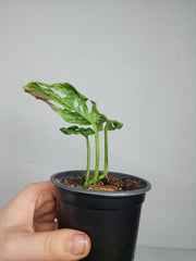 Sad Plants