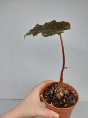 Sad Plants