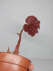 Sad Plants