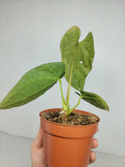 Sad Plants