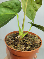 Sad Plants