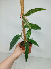 Sad Plants
