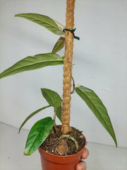 Sad Plants