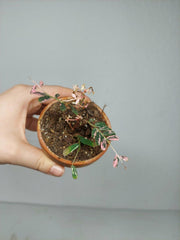 Sad Plants