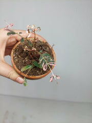 Sad Plants