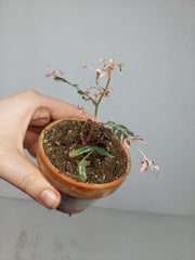 Sad Plants