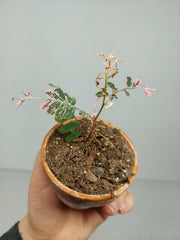 Sad Plants