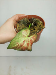 Sad Plants