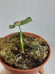 Sad Plants