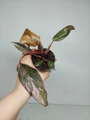 Sad Plants