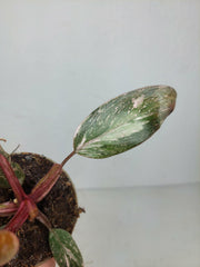 Sad Plants