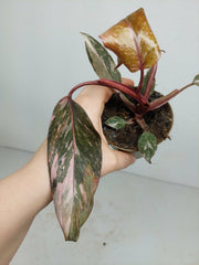 Sad Plants