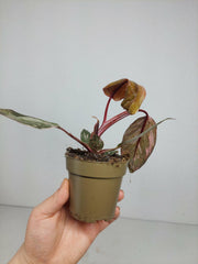 Sad Plants