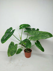 Sad Plants