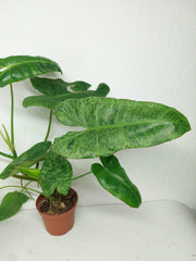 Sad Plants