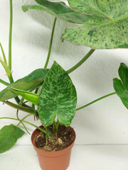 Sad Plants