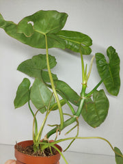 Sad Plants
