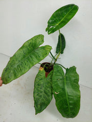 Sad Plants
