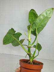 Sad Plants