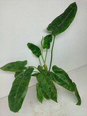 Sad Plants
