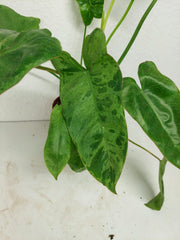 Sad Plants