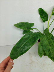 Sad Plants