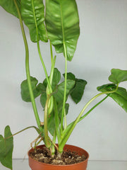 Sad Plants