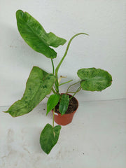Sad Plants