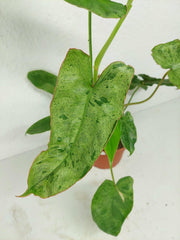 Sad Plants
