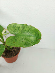 Sad Plants