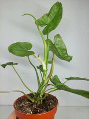 Sad Plants