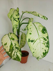 Sad Plants