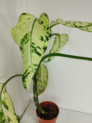 Sad Plants