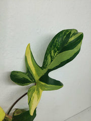 Philodendron Florida Beauty