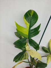 Philodendron Florida Beauty