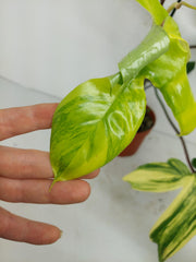 Philodendron Florida Beauty